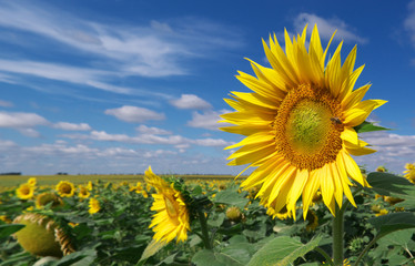 Big meadow of sunflowers