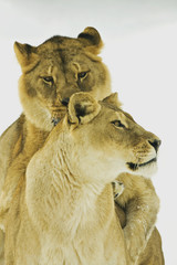 a pair of lion in winter scene