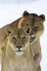 a pair of lion in a winter scene