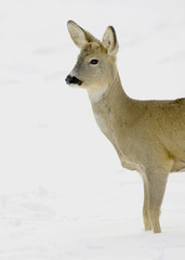 Roe deer (Capreolus capreolus) in a snow