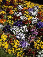 Pansies