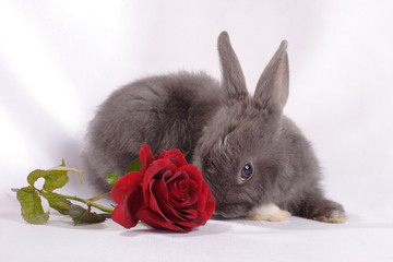 Gray rabbit near a flower