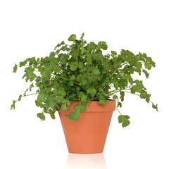 Coriander Herb Plant