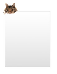 Blank copy space card with cat on top