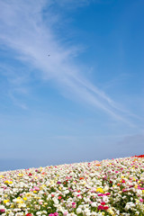 Flower field