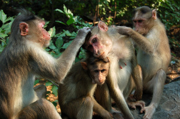 Grooming Macaque Monkeys