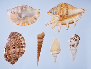sea shells