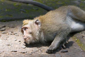 Long-tailed macaque
