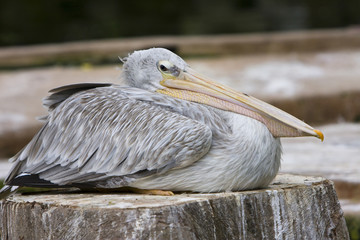 pelican