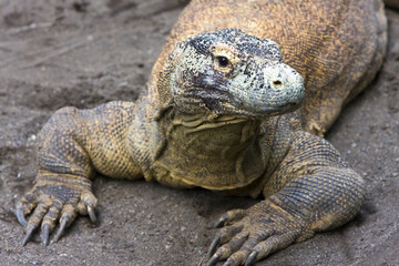 Huge monitor lizard on grey sand