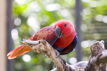 A bright red macaw parrot, sitting on a branch.
