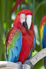A bright red macaw parrot, sitting on a branch