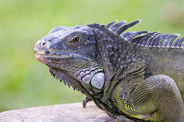Big Iguana on a tree branch