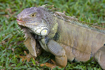Big Iguana
