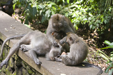 Long-tailed macaque