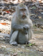 Long-tailed macaque