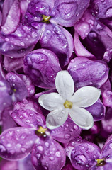 Lilac. .White flower among violet