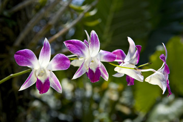 Branch of blooming orchid