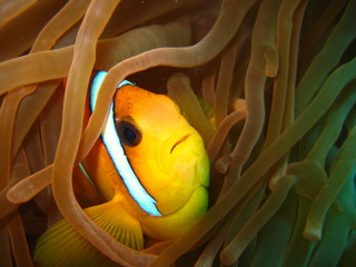 Anemonenfisch