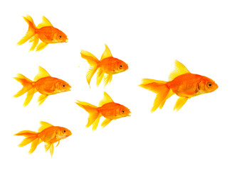 Fototapeta premium Three goldfishes