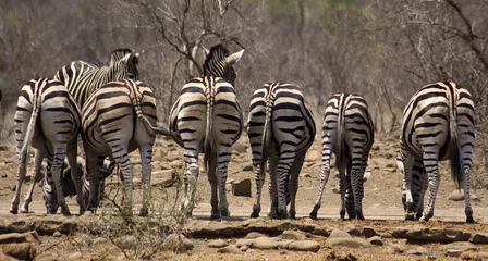 Türaufkleber Zebras © Spargel