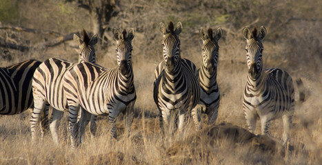 Zebras