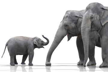 Elefantenfamilie wd379 - 19329260