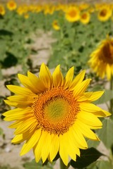Fototapeta premium Sunflower plantation vibrant yellow flowers