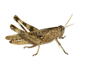 Brown Grasshopper isolated on white