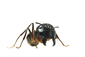 Big Ant isolated on white background