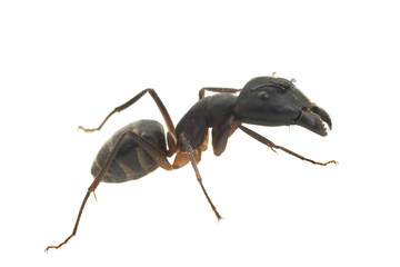 Big Ant isolated on white background