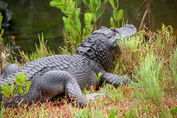 Alligator