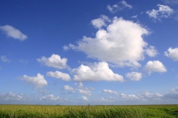 Obraz premium Blue sky in Florida Everglades wetlands green plants