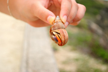 Bernard l'hermite, Pagure dans une main