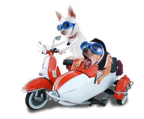 Cercles muraux Moto chiens de scooter