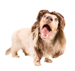 rock dog