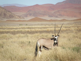 oryx