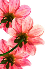 Flowers  pink  petals  transparent
