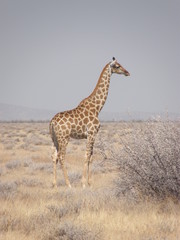 girafe