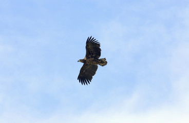 White-tailed eagle