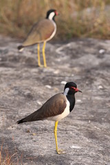 vanneaux inde bandhavgarh national park