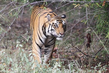 tigre dans la jungle indienne
