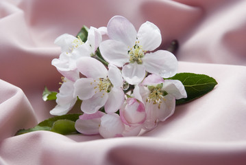 apple blossom