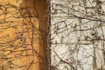 Autumn climbing plant wall texture background