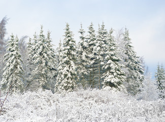 On small glade fur-trees grow