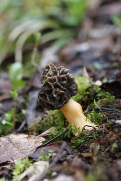 morille brun d'ombre - champignons des pyrenees