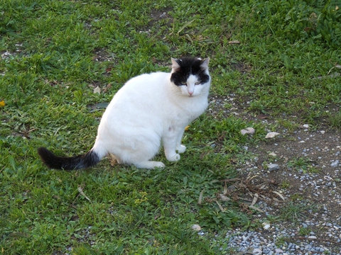 micio