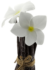 botte vanille Bourbon fleurs frangipanier fond blanc