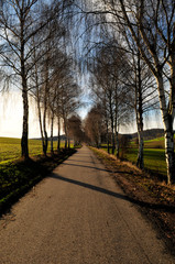Wald