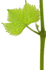 feuille vigne bourgeon printemps fond blanc